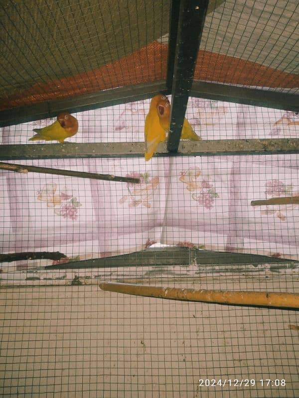 fisher love birds 3 piece for sale 4