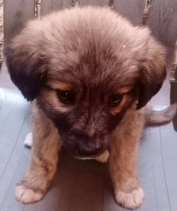 Afghan Khuchi puppies available M/F for sale delivery available 1