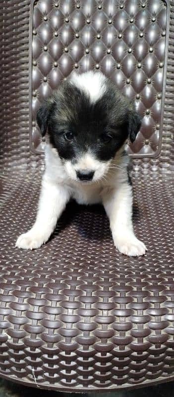 Afghan Khuchi puppies available M/F for sale delivery available 5