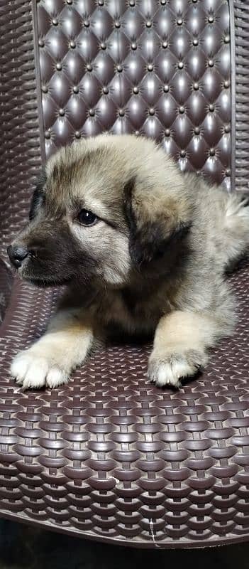 Afghan Khuchi puppies available M/F for sale delivery available 8