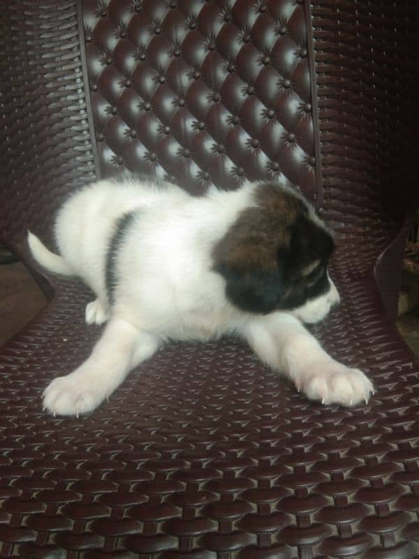 Afghan Khuchi puppies available M/F for sale delivery available 10