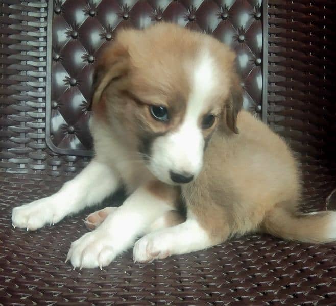 Afghan Khuchi puppies available M/F for sale delivery available 12