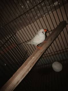 Zebra finch female