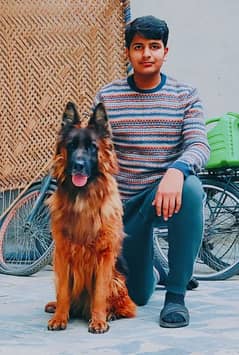 German shepherd friendly dog