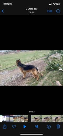 german shepherd  long coat female