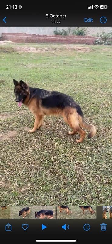 german shepherd  long coat female 2