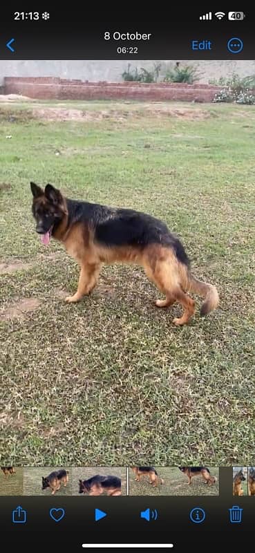 german shepherd  long coat female 3