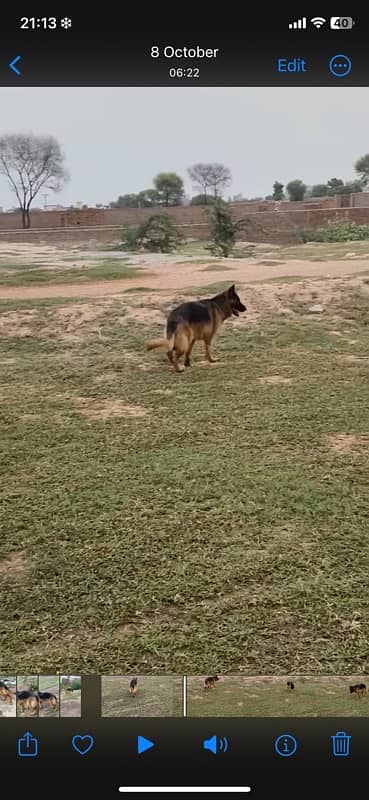 german shepherd  long coat female 4