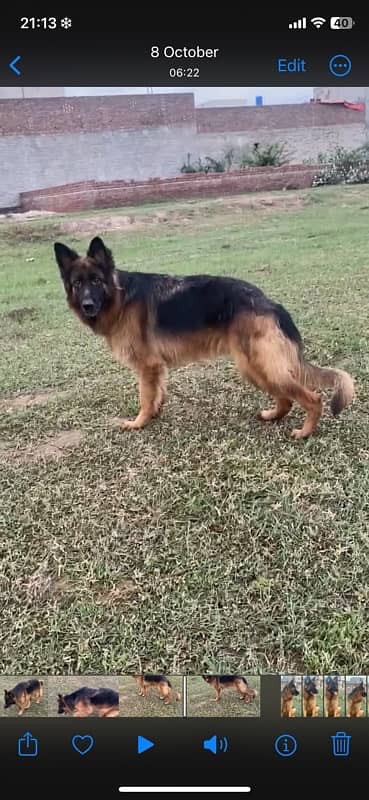 german shepherd  long coat female 5