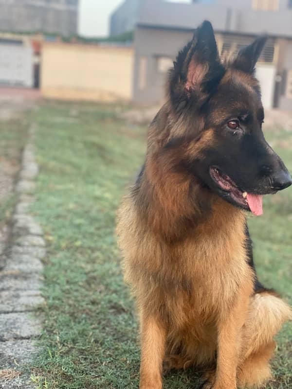 german shepherd  long coat female 6