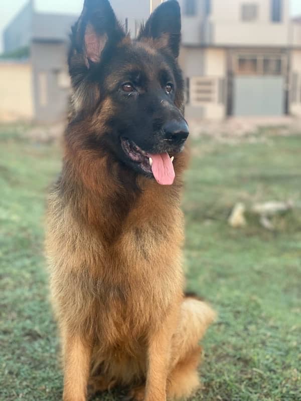 german shepherd  long coat female 7