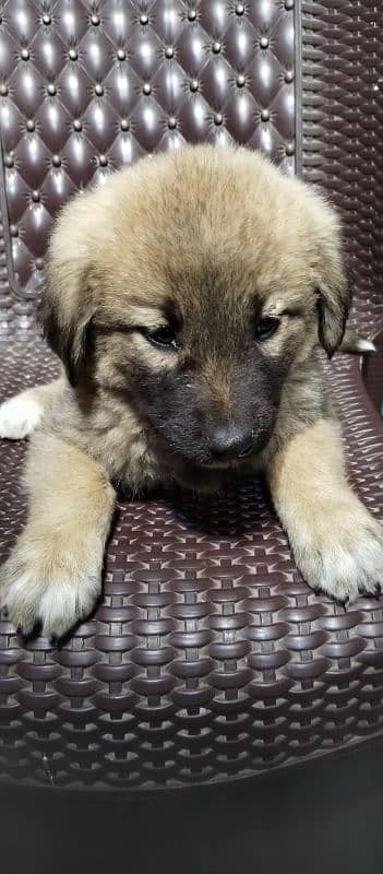 Afghan kuchi puppies available M/F delivery available 2