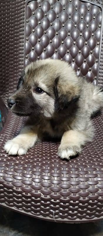 Afghan kuchi puppies available M/F delivery available 3