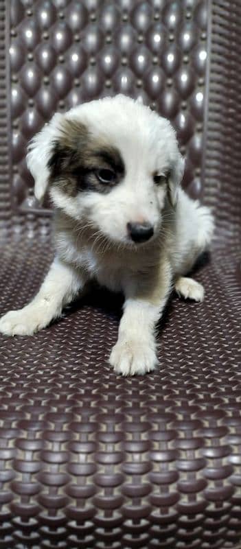 Afghan kuchi puppies available M/F delivery available 4