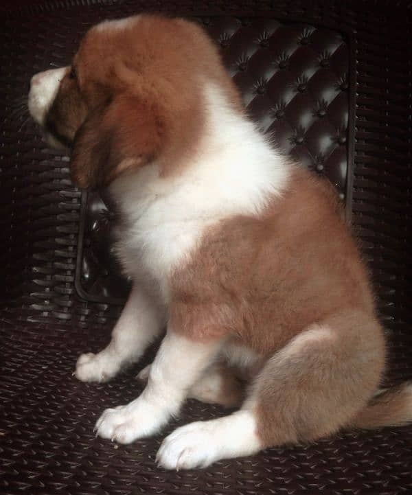 Afghan kuchi puppies available M/F delivery available 6