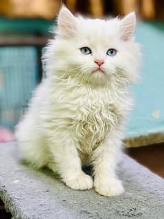 high quality kitten|Punch face Kittens|persian cat|cute|tripple|fluffy