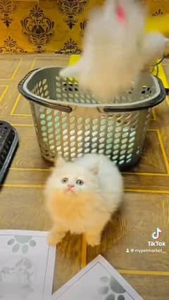 Persian cat for sale male or female my WhatsApp 0329=35=54=428