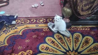 4 persian cat available for adoption