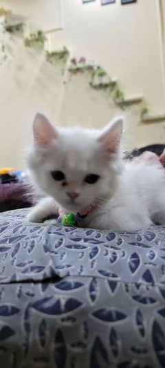 persian white cat 3 months baby