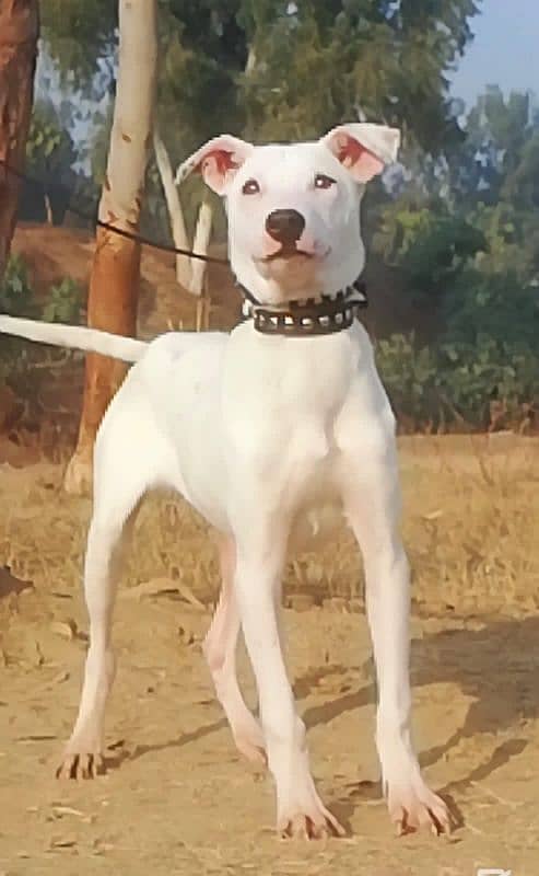 for sale Lapa gultair male Age 4 month available my WhatsApp contact 0