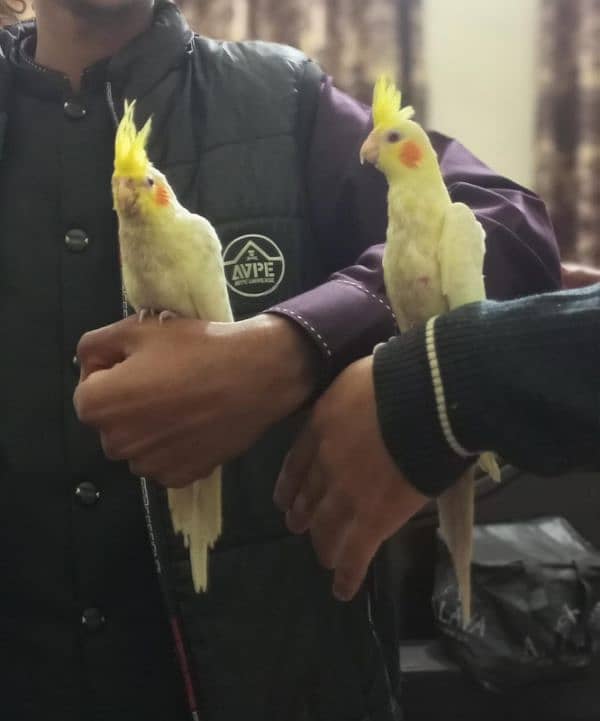 Coctail handtame pair and breeder pair 03234235456 only whatsapp 2