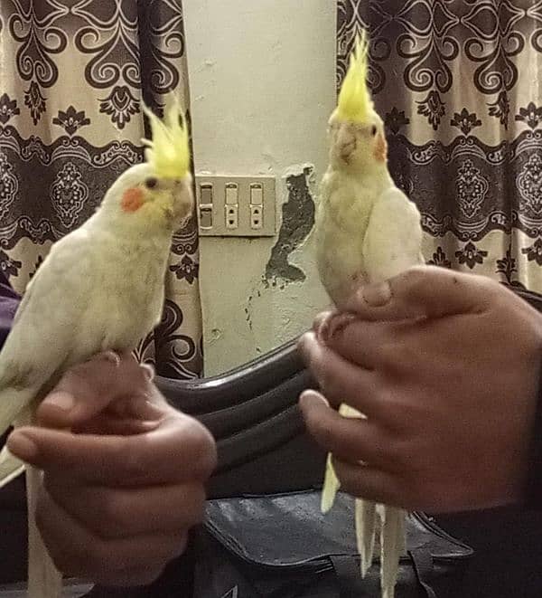 Coctail handtame pair and breeder pair 03234235456 only whatsapp 3