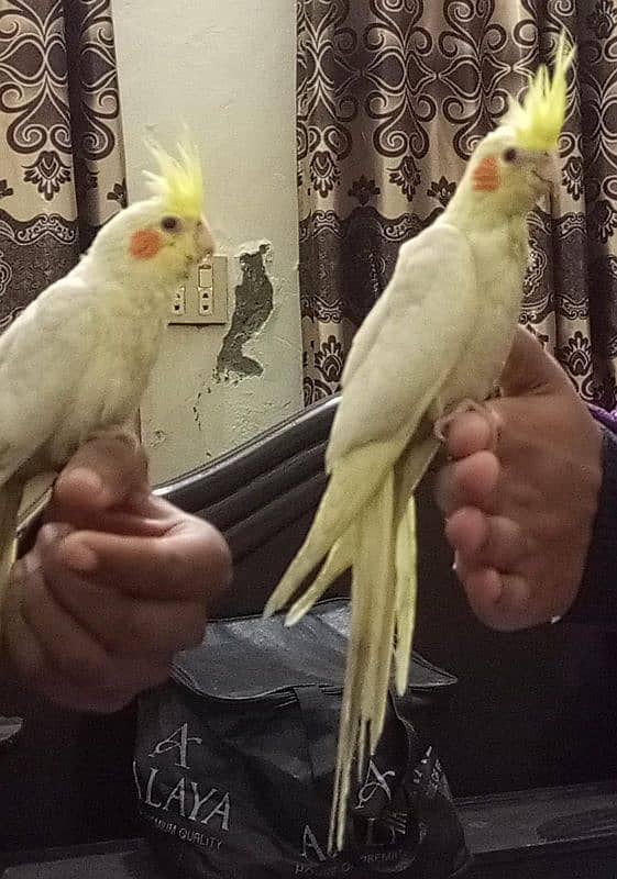 Coctail handtame pair and breeder pair 03234235456 only whatsapp 4