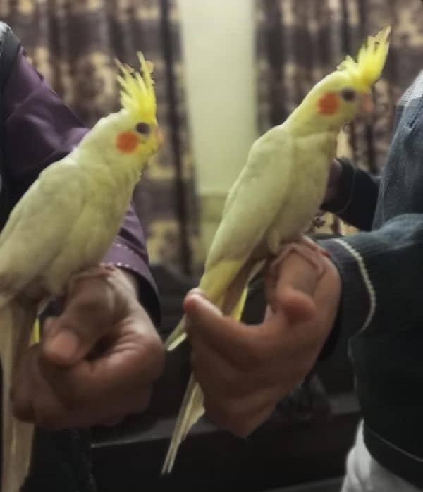 Coctail handtame pair and breeder pair 03234235456 only whatsapp 5