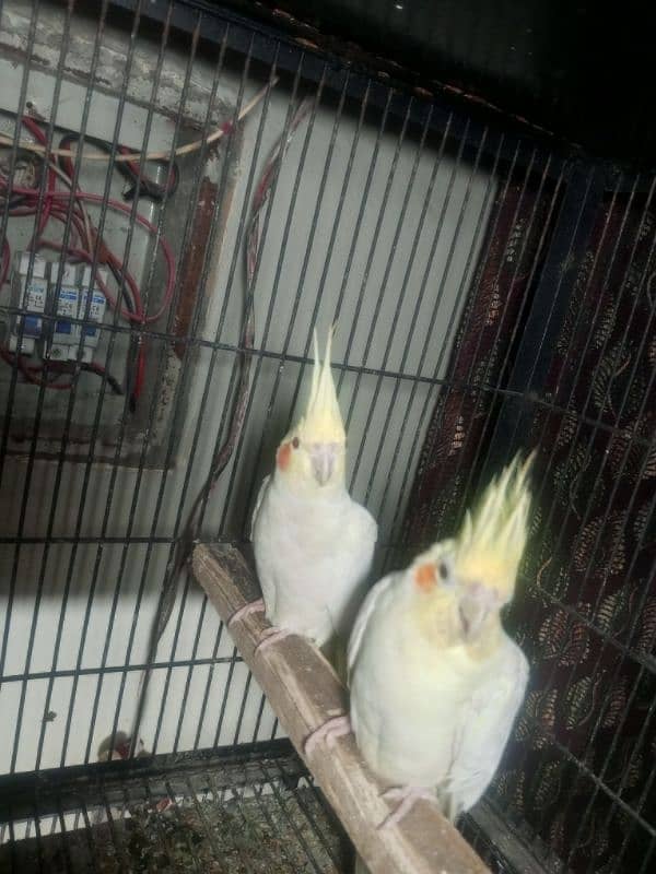 Coctail handtame pair and breeder pair 03234235456 only whatsapp 12