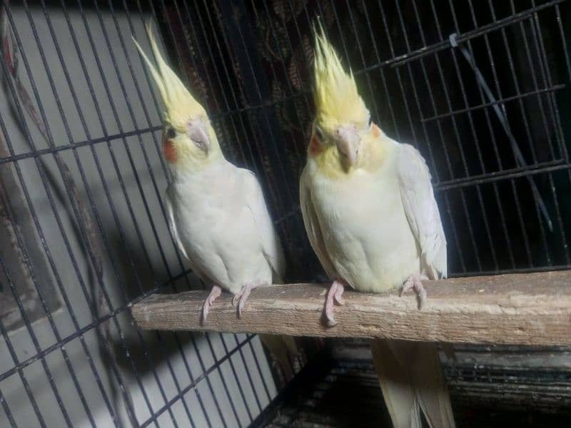 Coctail handtame pair and breeder pair 03234235456 only whatsapp 13