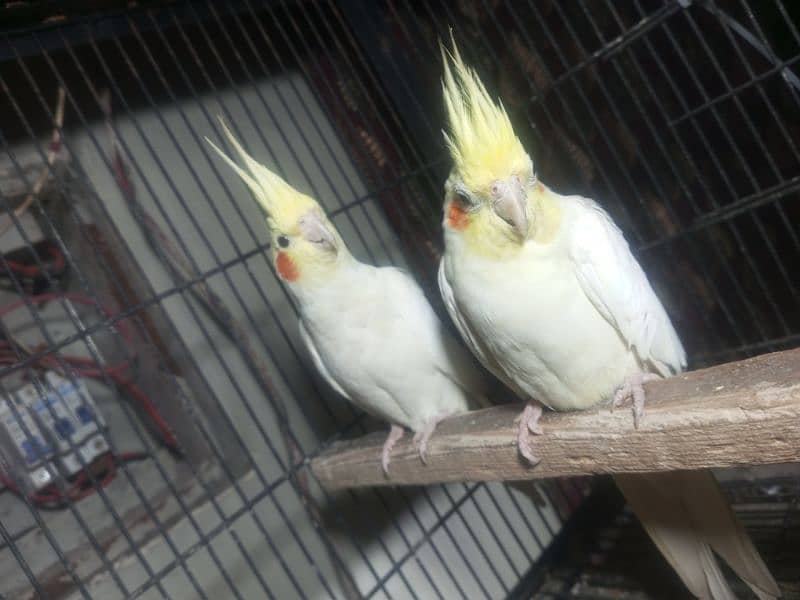 Coctail handtame pair and breeder pair 03234235456 only whatsapp 14