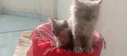 Persian kittens pair , Imported quality , punch face kittens