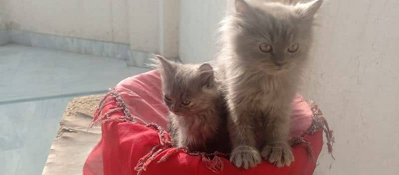 Persian kittens pair , Imported quality , punch face kittens 2