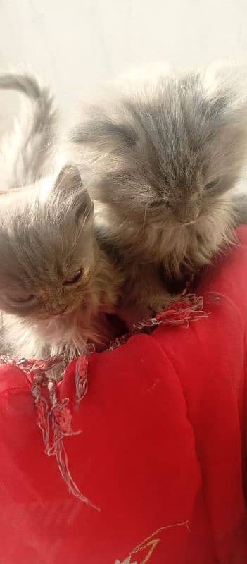 Persian kittens pair , Imported quality , punch face kittens 3