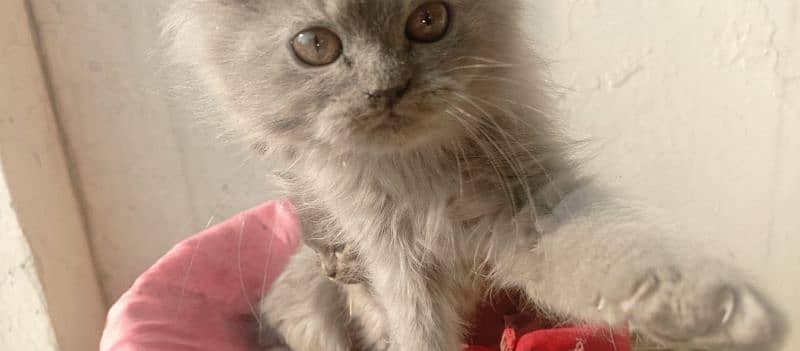 Persian kittens pair , Imported quality , punch face kittens 4