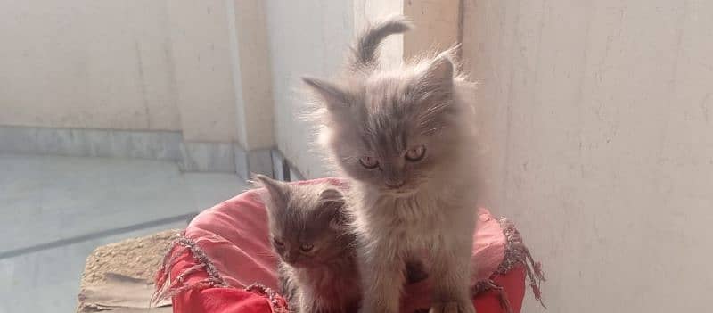 Persian kittens pair , Imported quality , punch face kittens 5