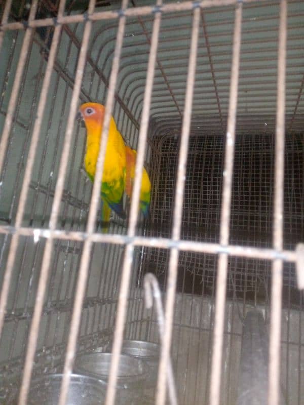 Sun conure 0