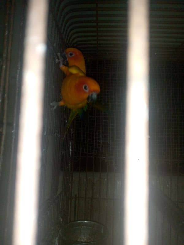 Sun conure 1