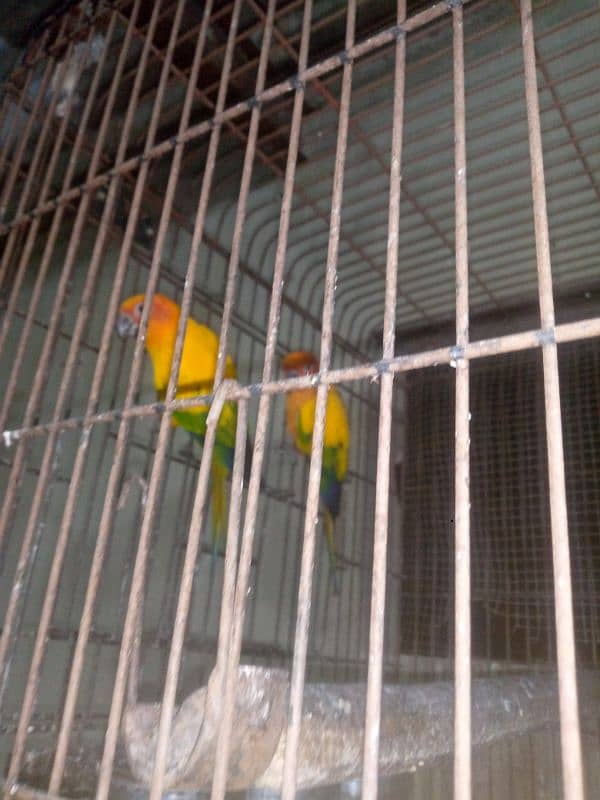 Sun conure 2