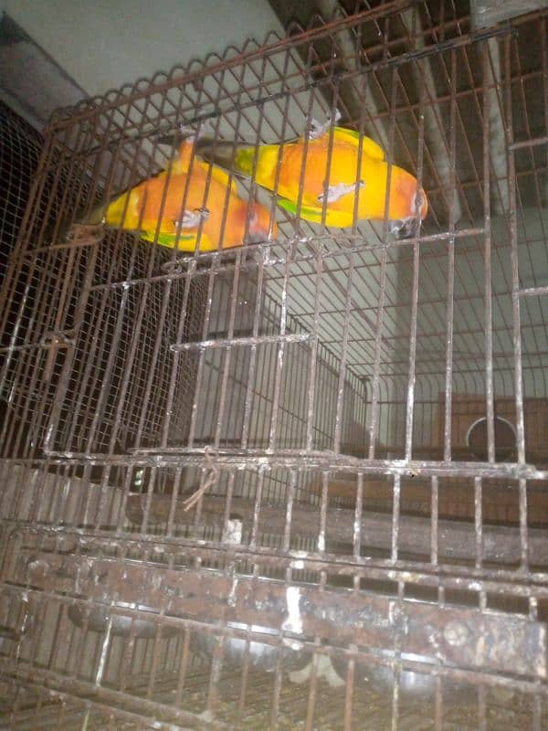 Sun conure 3