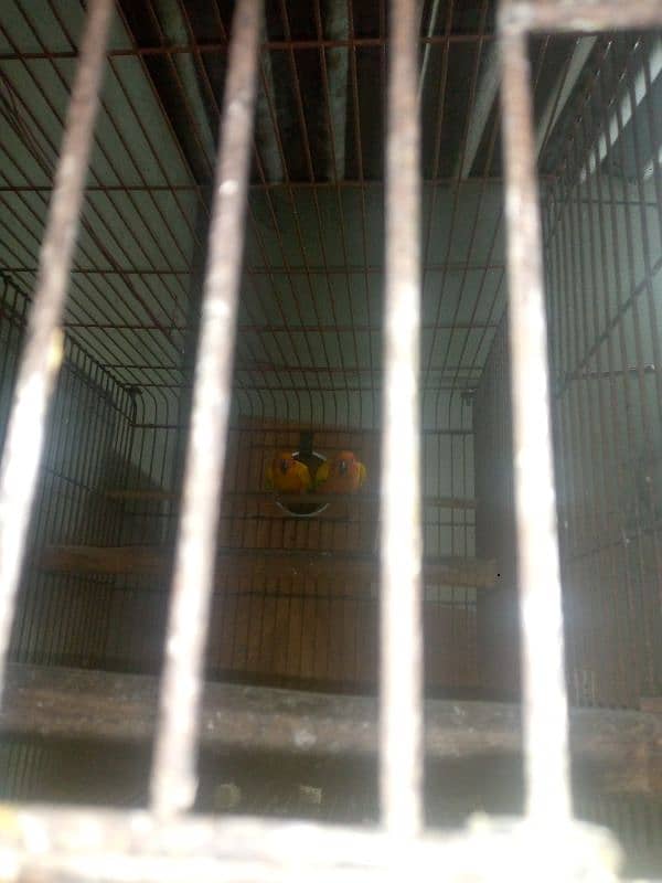 Sun conure 4