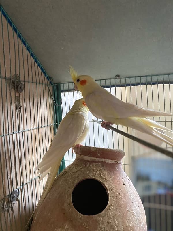 cream cockatiel pair 0