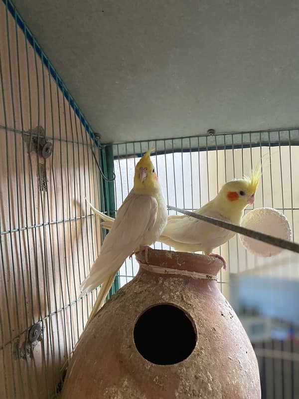 cream cockatiel pair 1