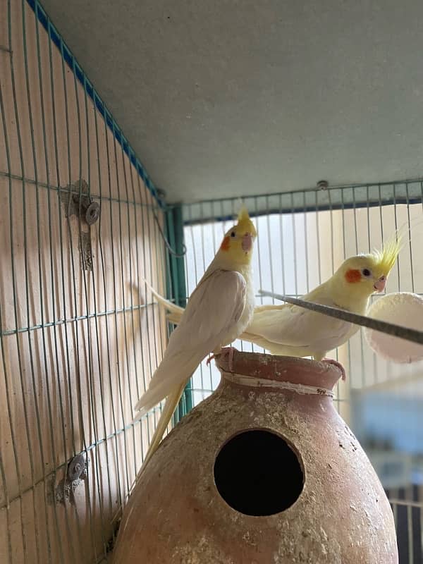 cream cockatiel pair 2