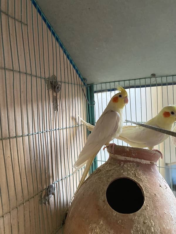 cream cockatiel pair 3