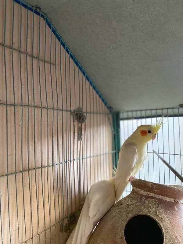 cream cockatiel pair 4