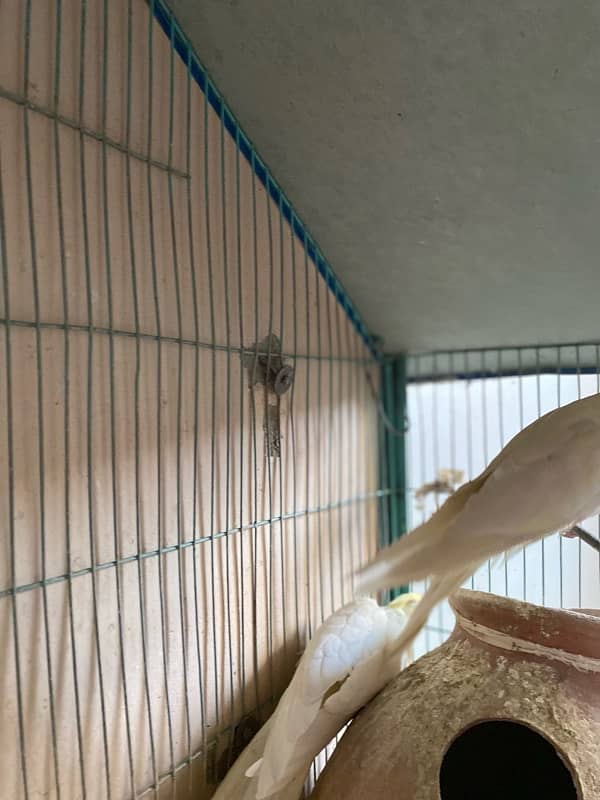 cream cockatiel pair 5