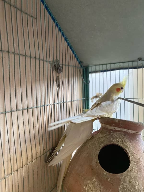 cream cockatiel pair 6