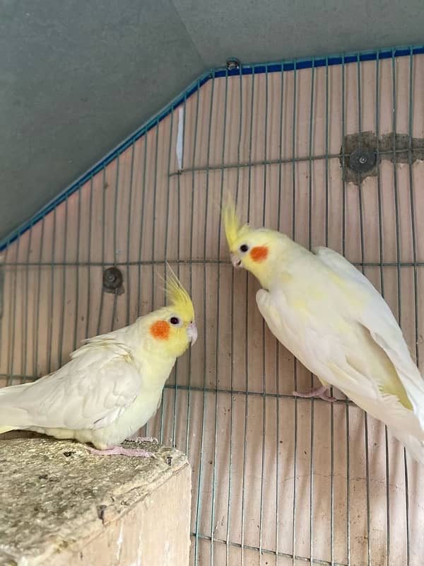 cream cockatiel pair 7