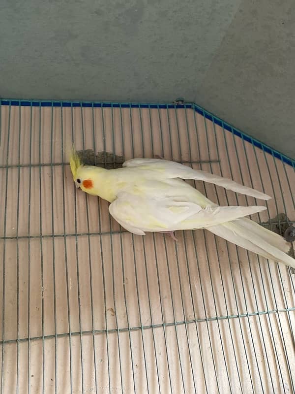 cream cockatiel pair 8